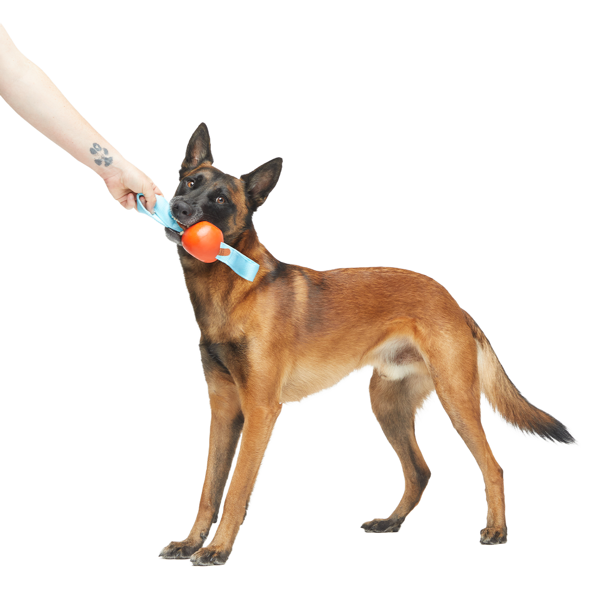 One Bad Apple Super Chewer Durable Tug + Enrichment Dog Toy - Image 3