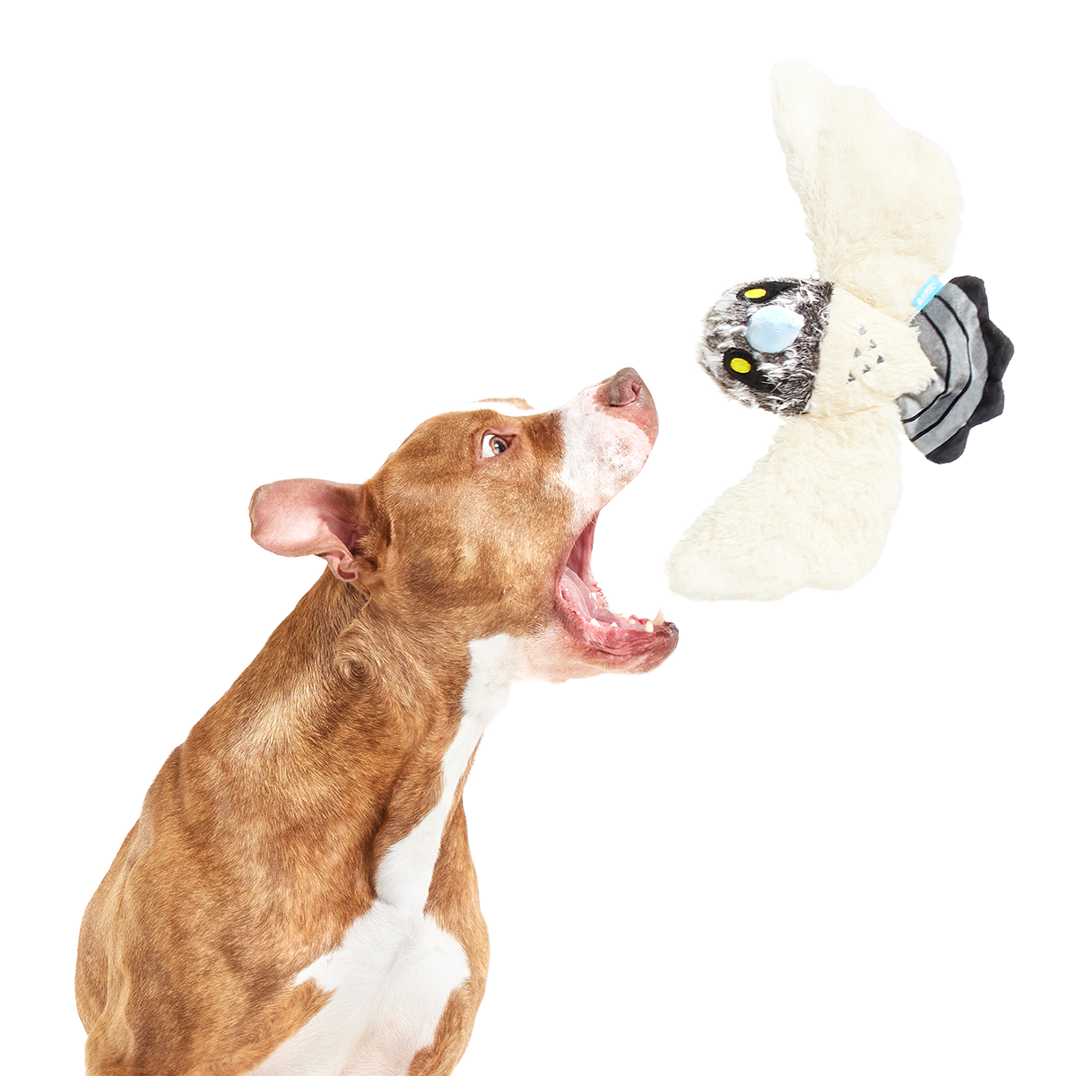 Perry the Peregrine Falcon Plush Tug Dog Toy - Image 3