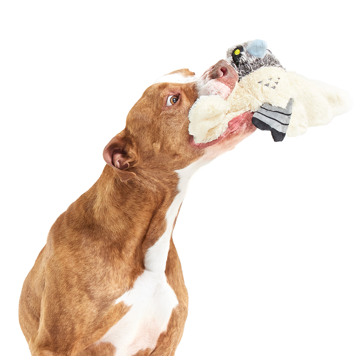 Perry the Peregrine Falcon Plush Tug Dog Toy - Image 4