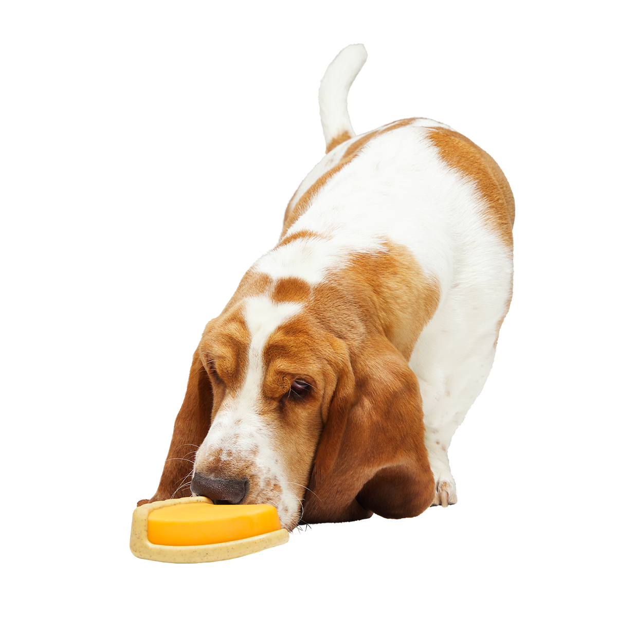 Powered Up Pie Super Chewer Durable Gnaw Dog Toy - Image 4