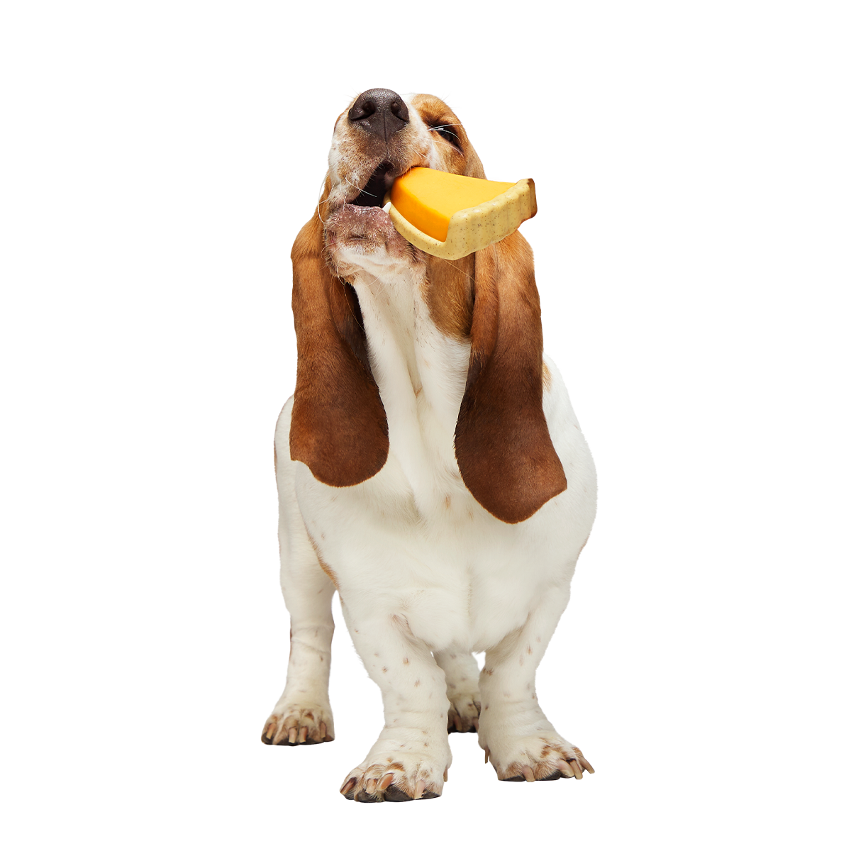 Powered Up Pie Super Chewer Durable Gnaw Dog Toy - Image 3