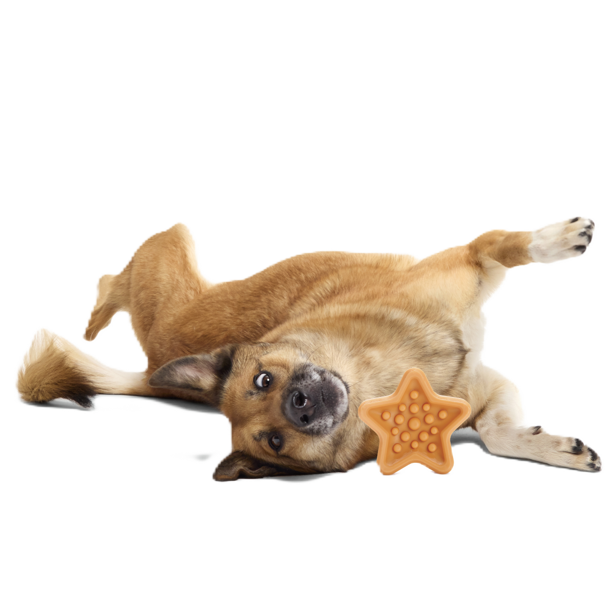 Starfish Snacker Super Chewer Durable Enrichment Dog Toy - Image 2