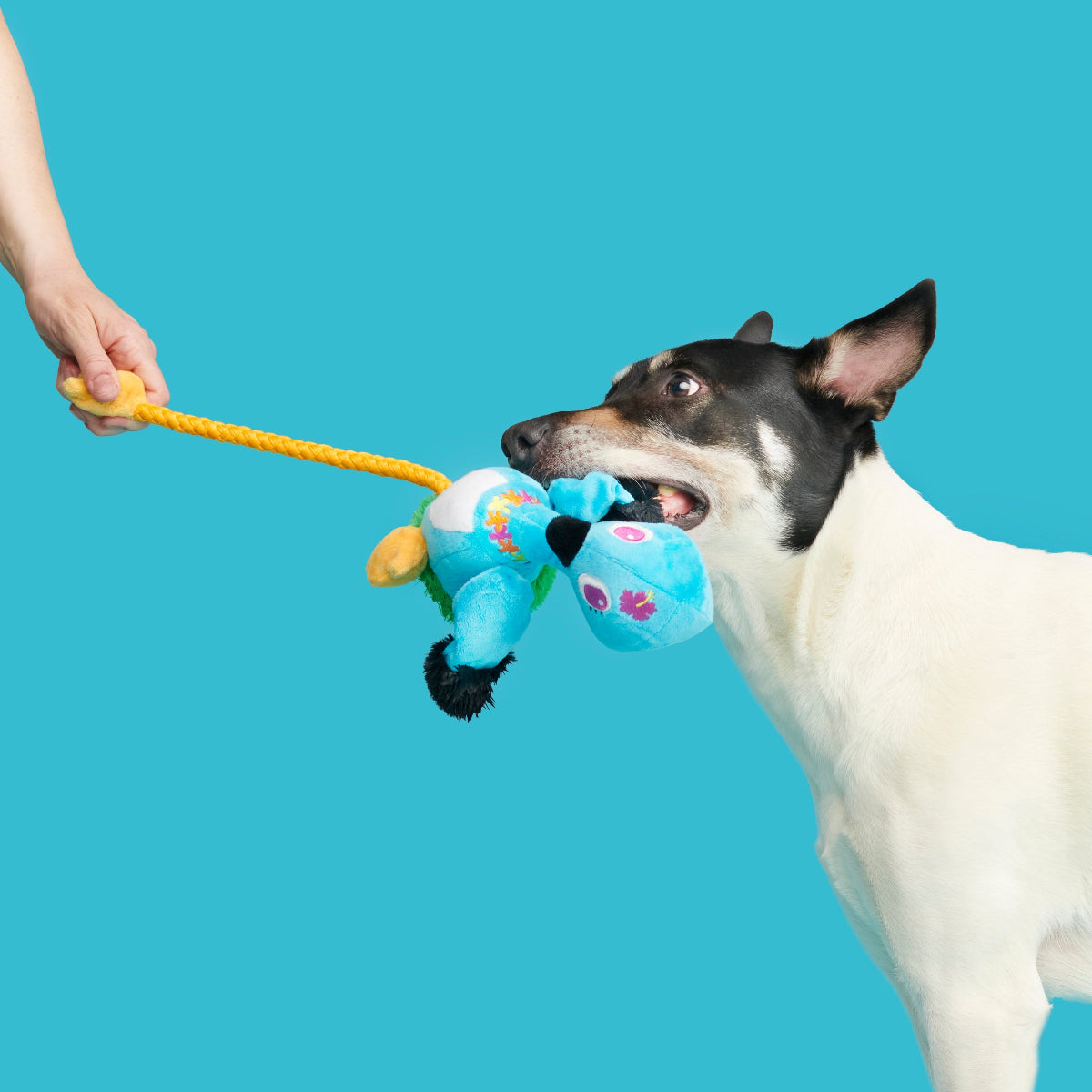 Lele the Nene Goose Plush Tug + Extra-Large Dog Toy - Image 6