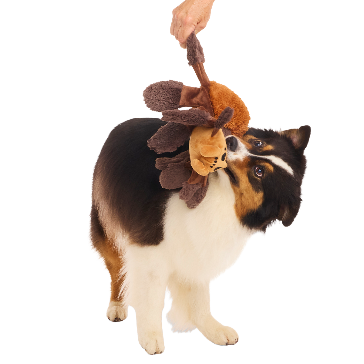 Aragog™ Plush Extra-Large + Tug Dog Toy - Image 5