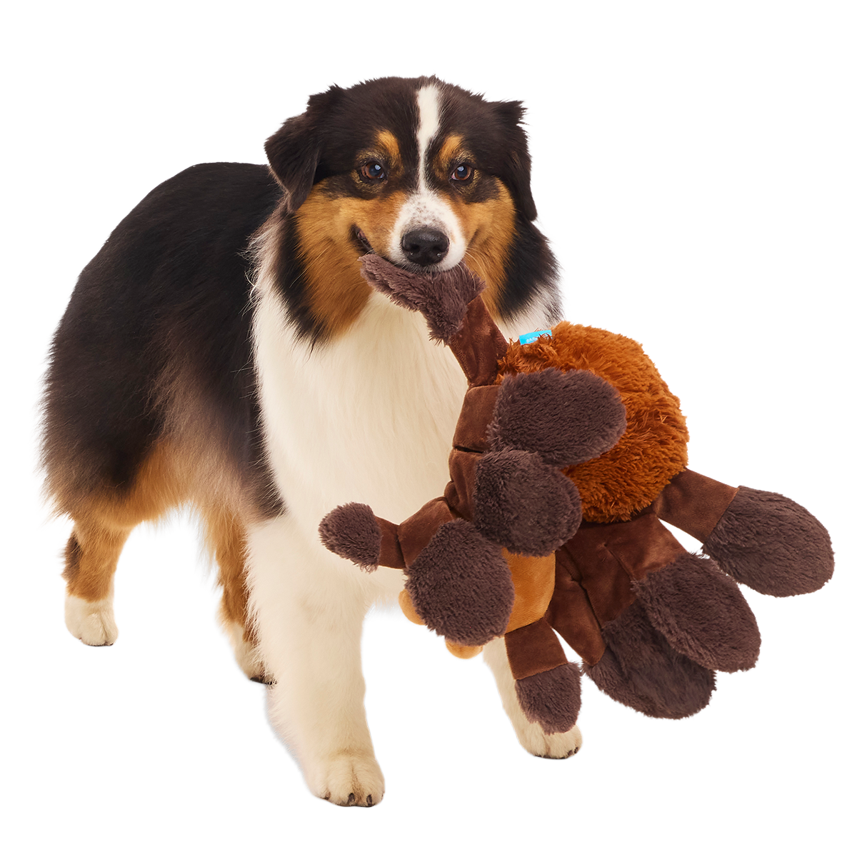 Aragog™ Plush Extra-Large + Tug Dog Toy - Image 6