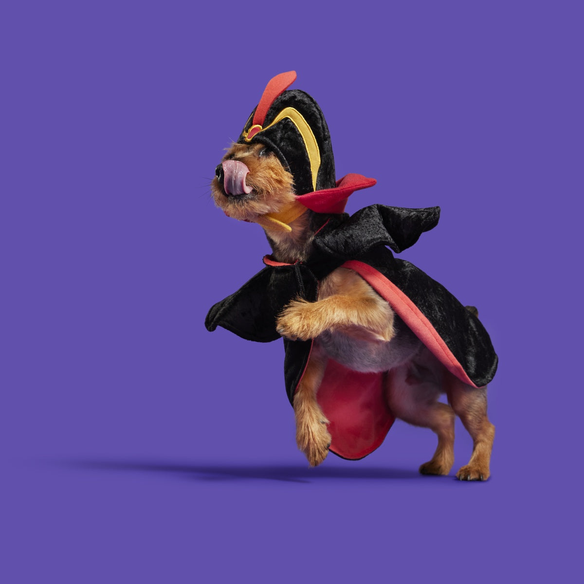Jafar Dog Costume - Image 4