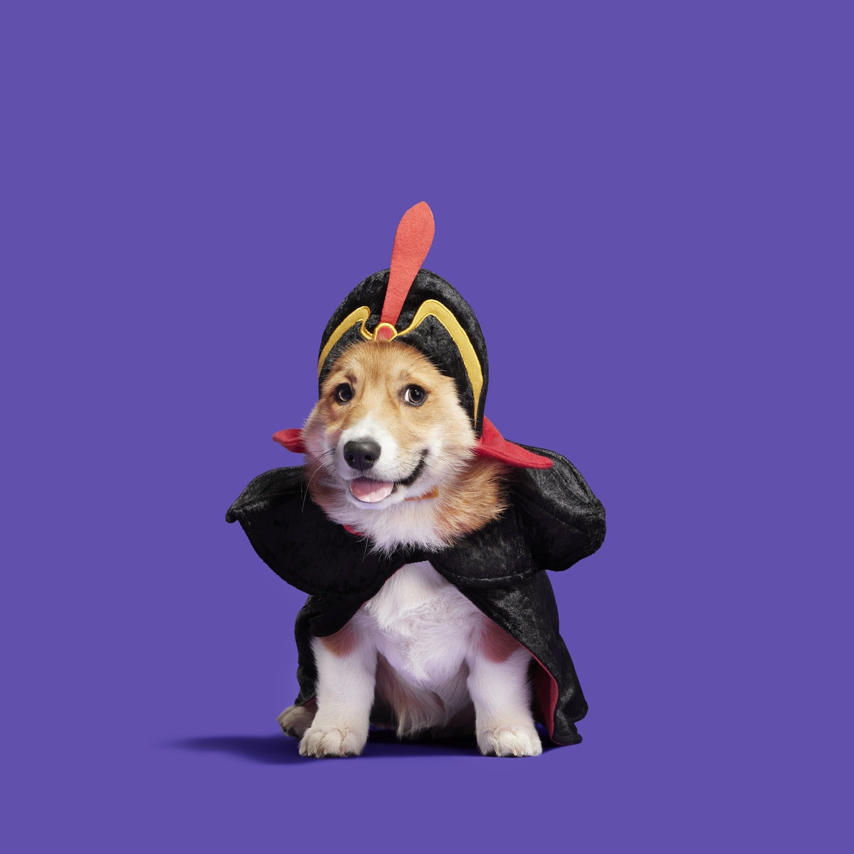 Jafar Dog Costume - Image 5