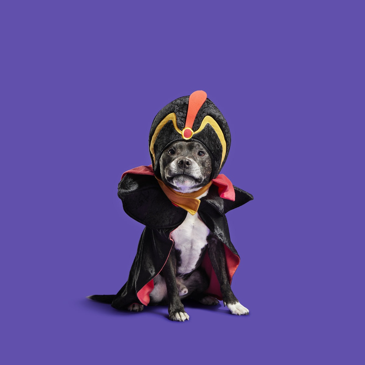 Jafar Dog Costume - Image 6