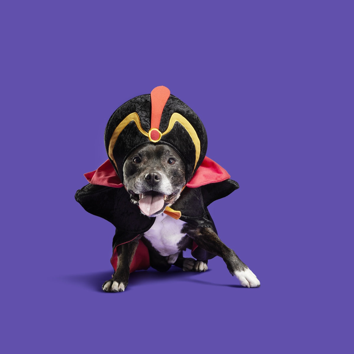 Jafar Dog Costume - Image 3