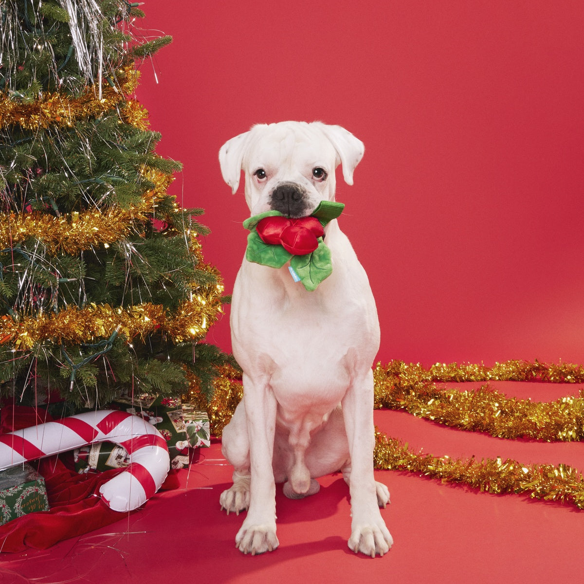 Mistletug Plush Tug Dog Toy - Image 5