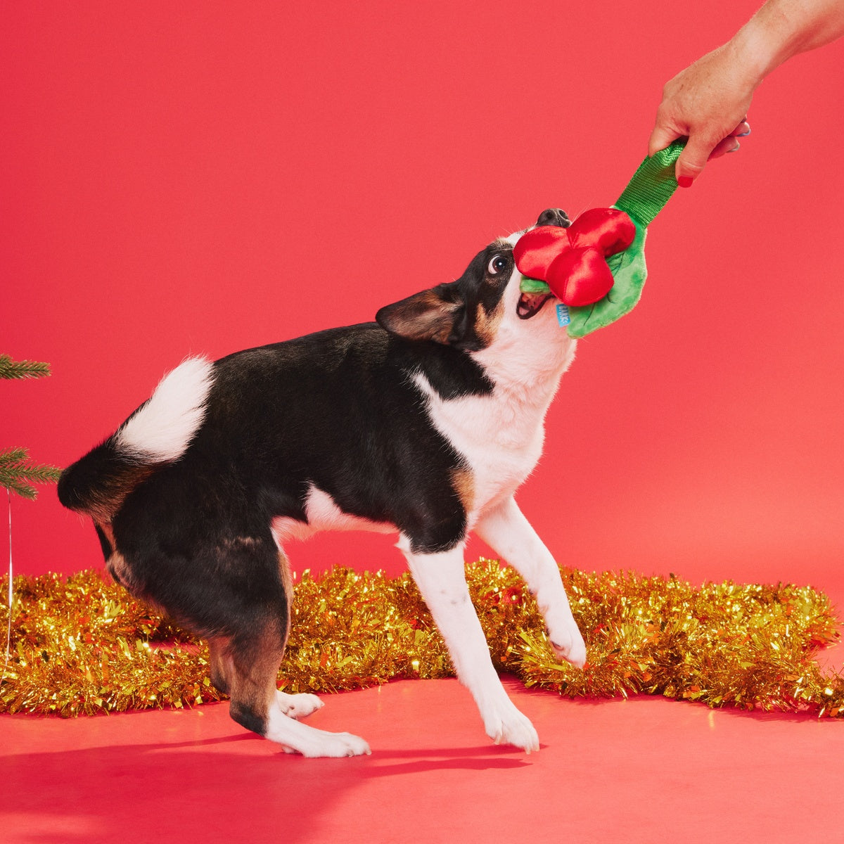 Mistletug Plush Tug Dog Toy - Image 4
