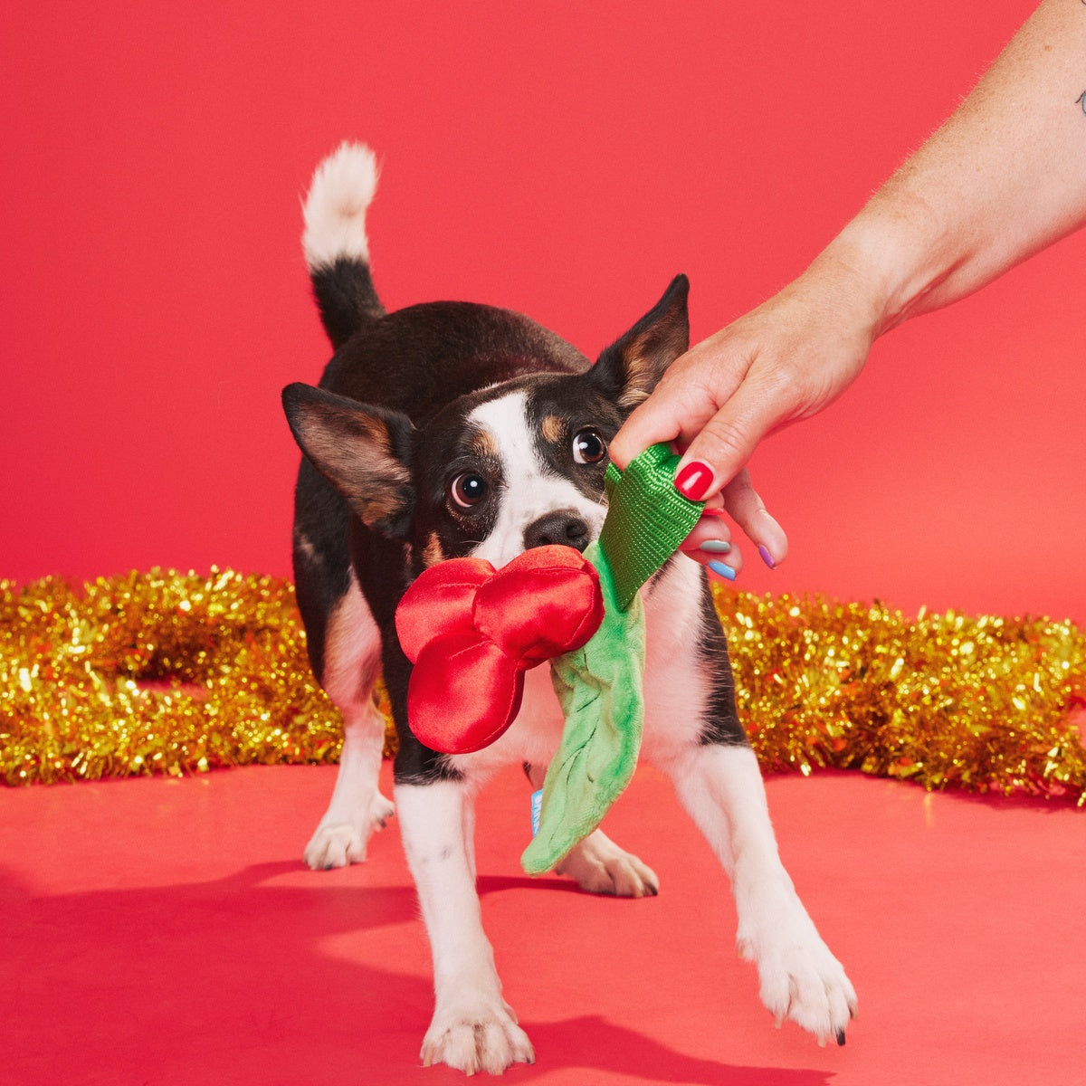 Mistletug Plush Tug Dog Toy - Image 3