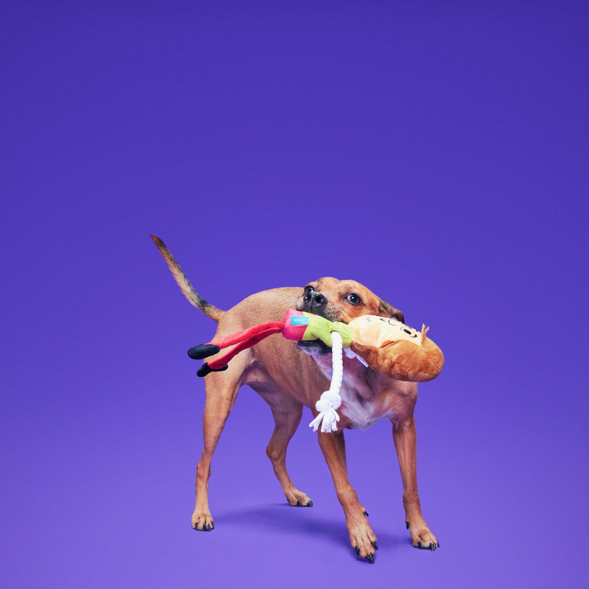 Shaggy™ Skelly Plush Extra-Large + Tug Dog Toy - Image 4