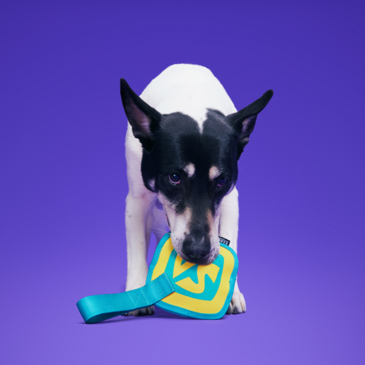 Spooky Scooby™ Name Tag Super Chewer Durable Tug Dog Toy - Image 3