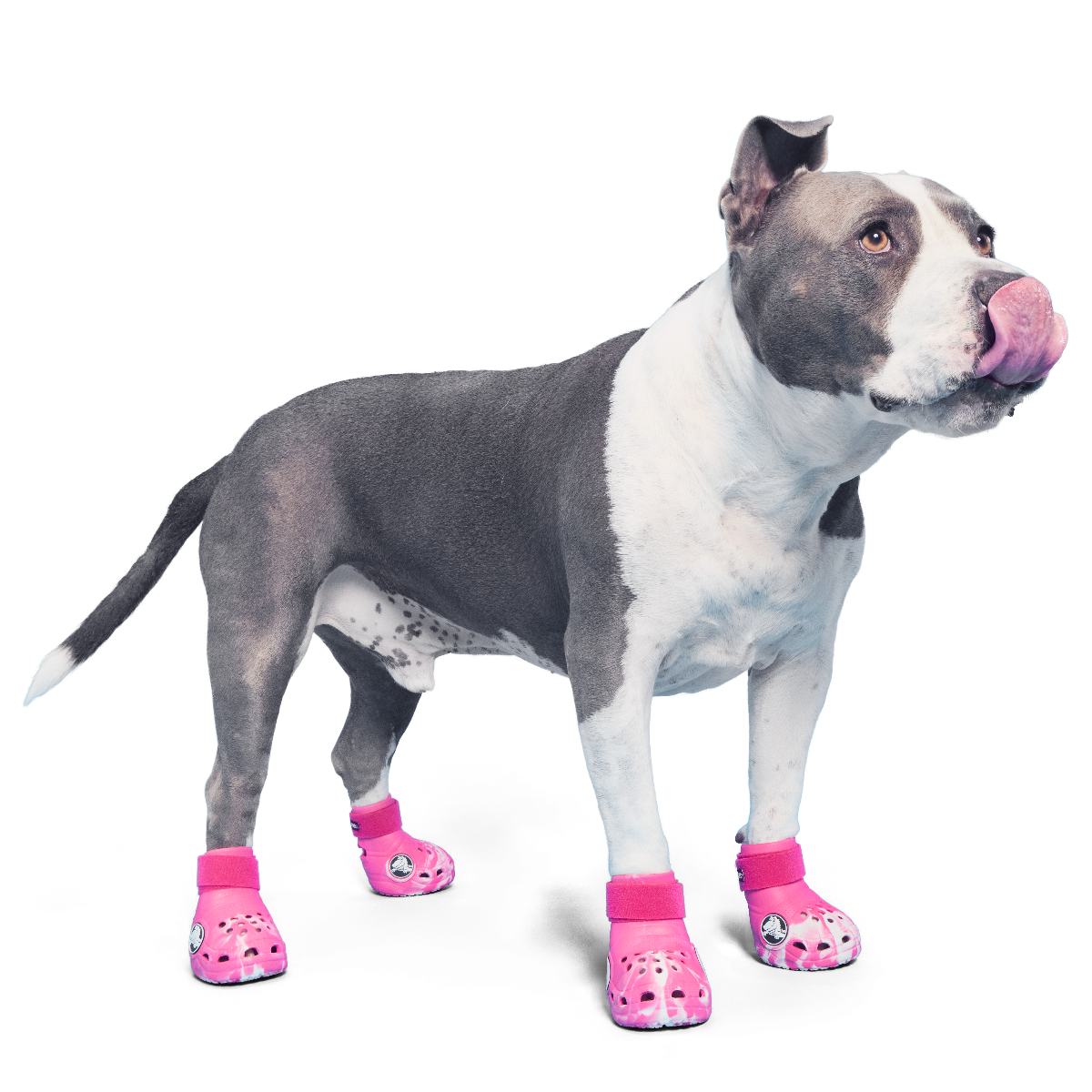 Crocs™ Shoes For Dogs - Image 6