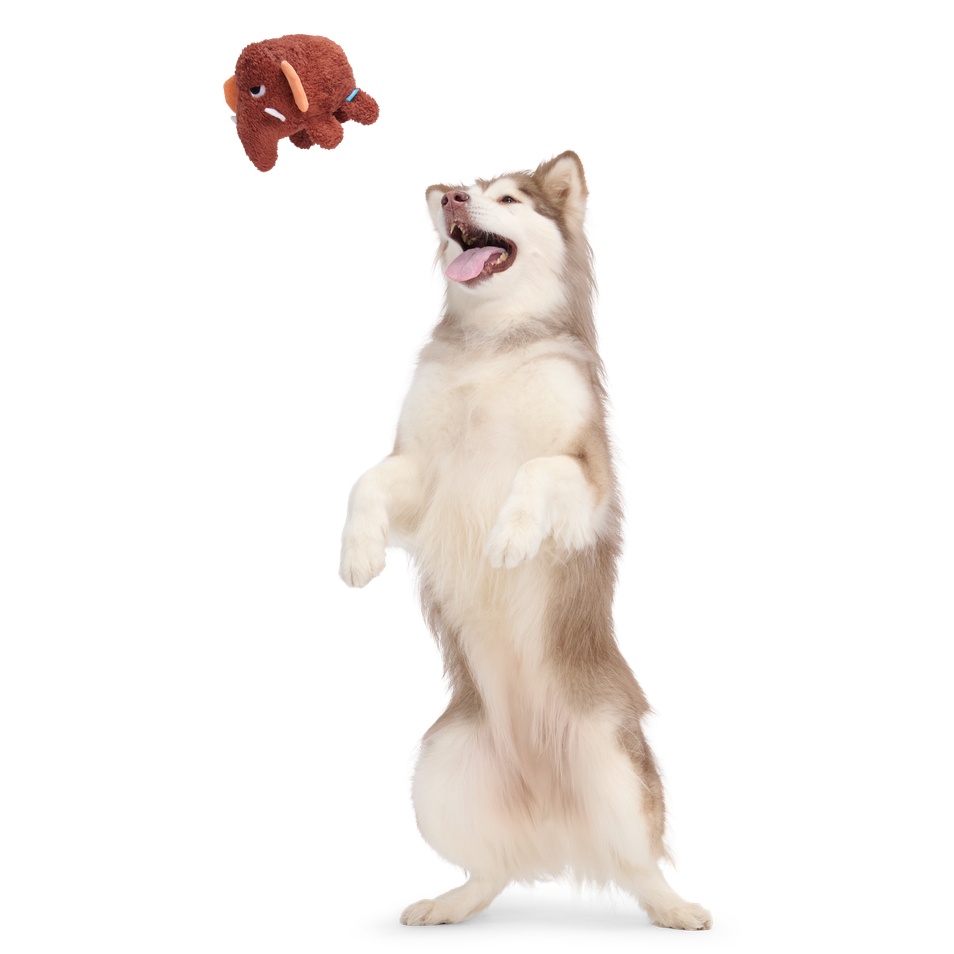 Mama Jama Mammoth Plush 2-in-1 Rip and Reveal Dog Toy - Image 6