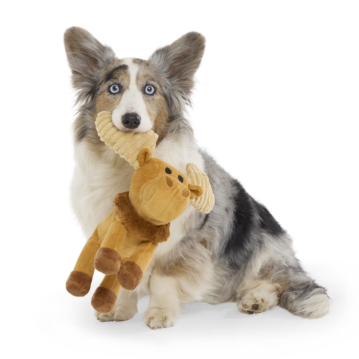 Melvin The Moose Plush Tug Dog Toy - Image 3