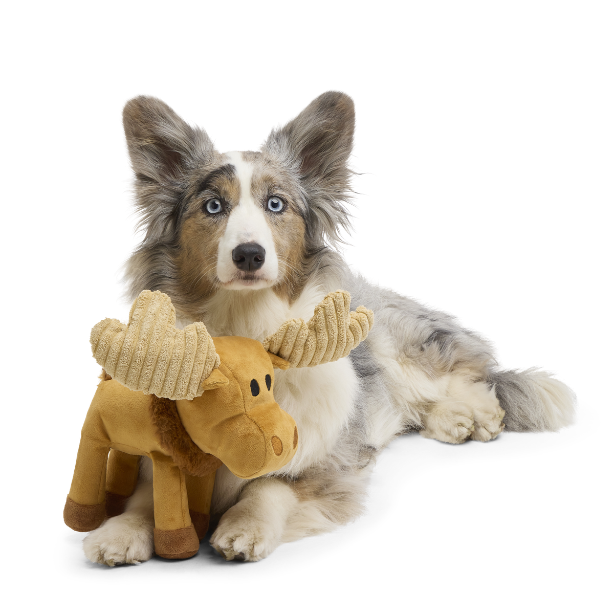 Melvin The Moose Plush Tug Dog Toy - Image 2
