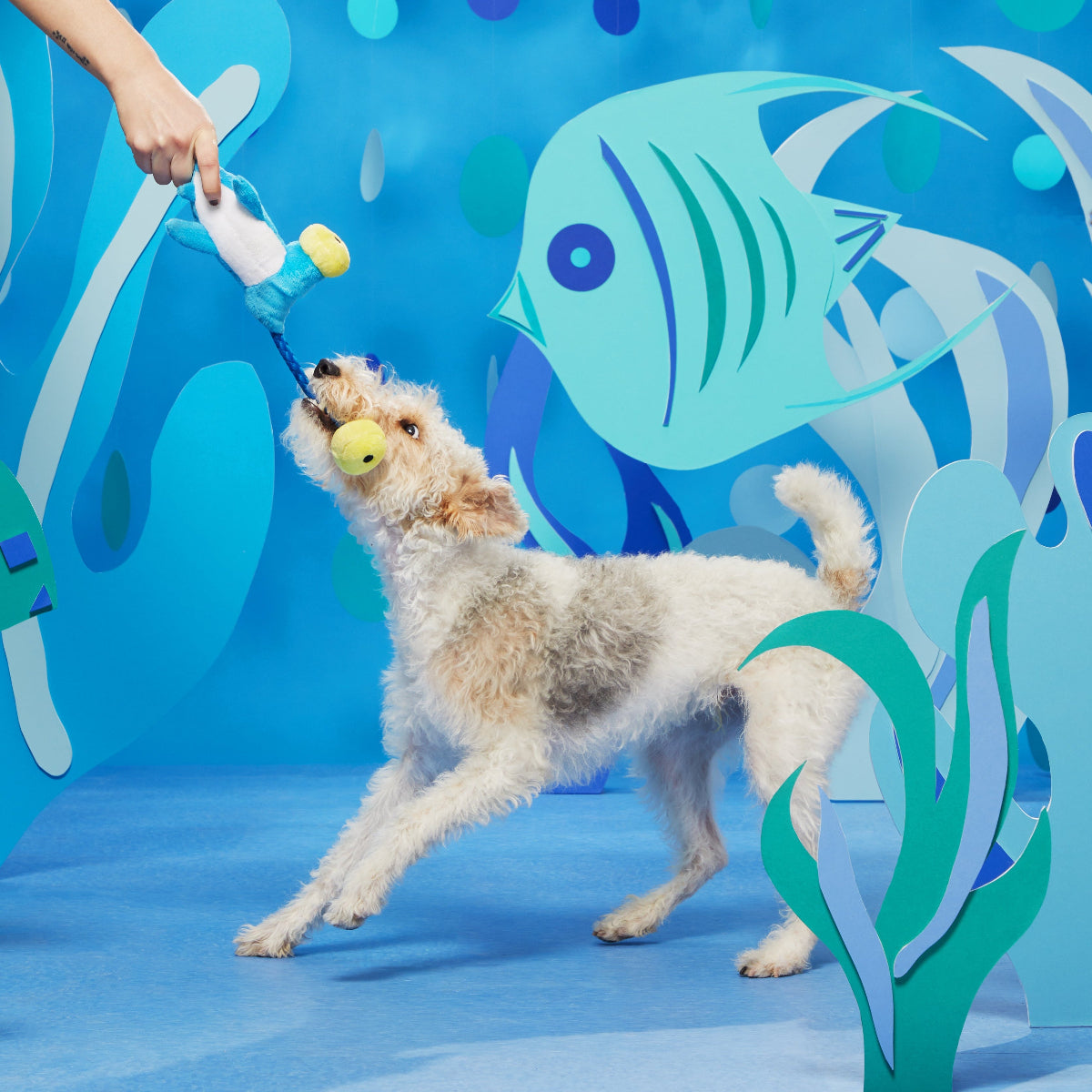 Hammerin' Hank the Shark Plush Tug Dog Toy - Image 5