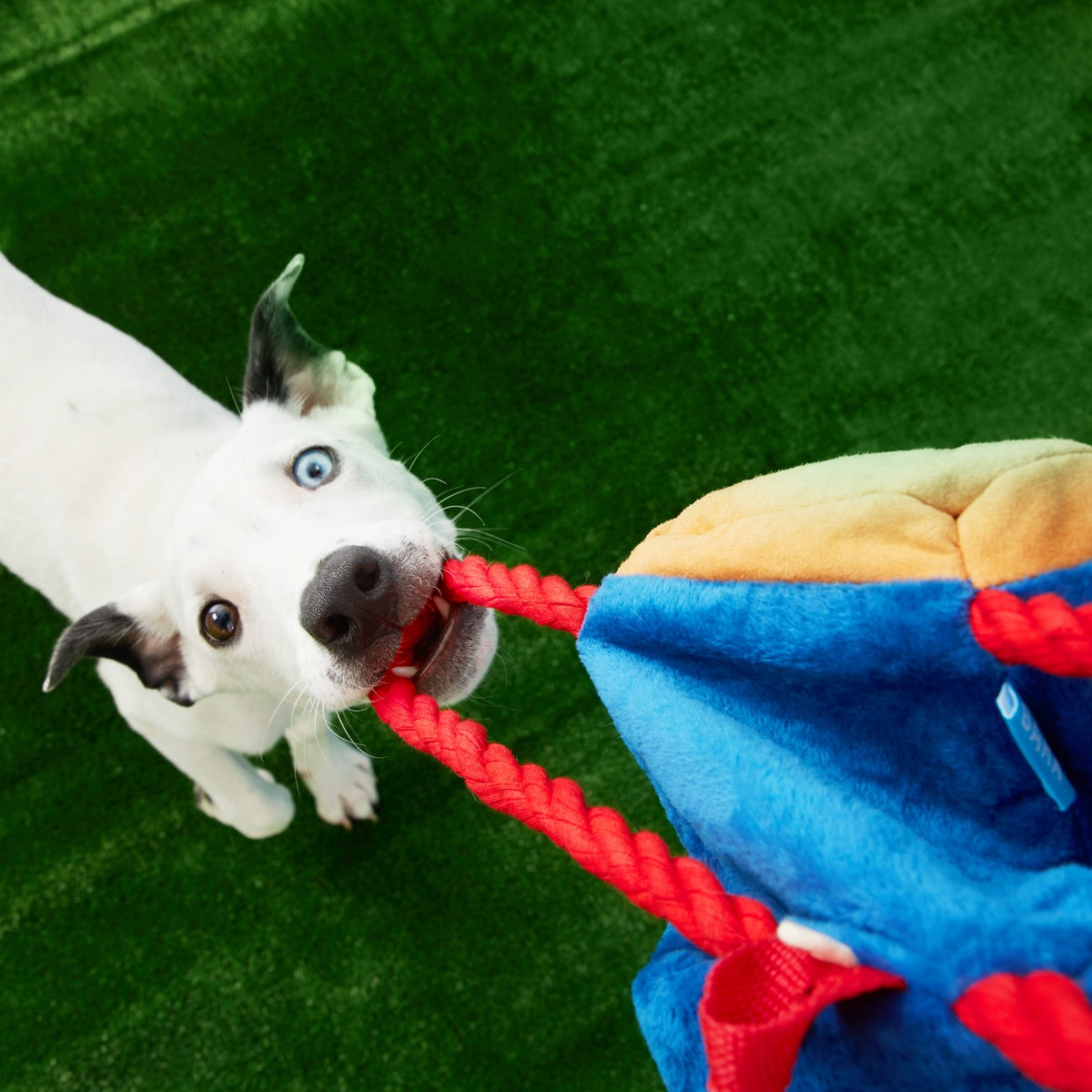 Janspup Plush Multi-Part + Tug + Fetch Dog Toy - Image 5