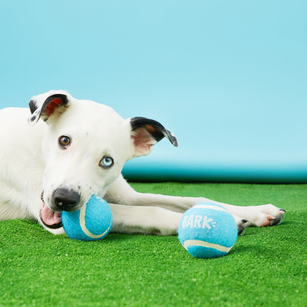 Janspup Plush Multi-Part + Tug + Fetch Dog Toy - Image 6