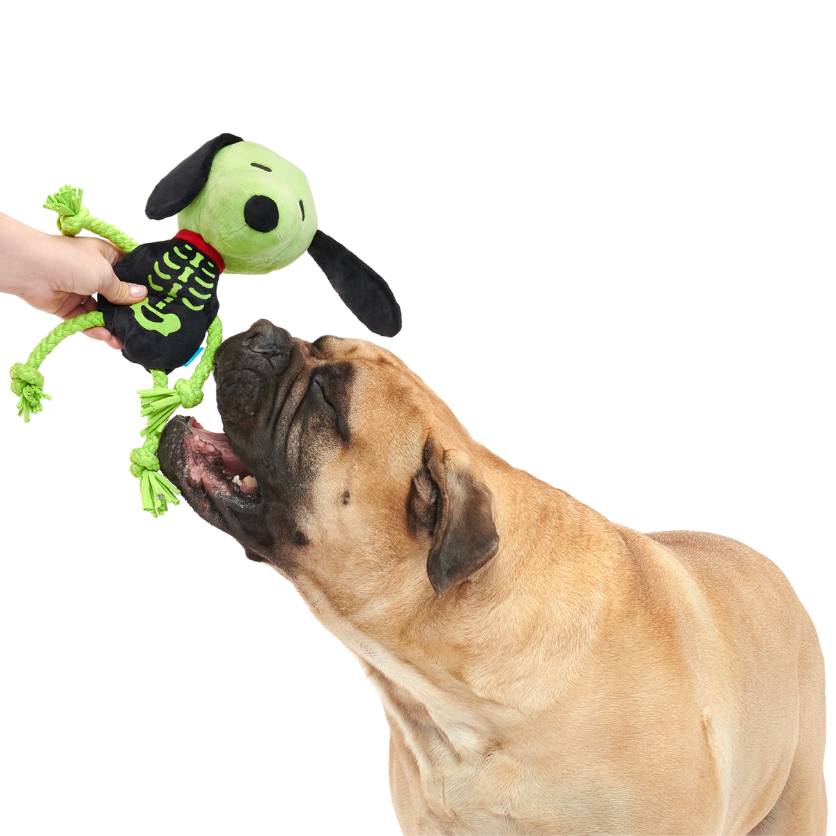 Rattling Bones Beagle Plush Extra-Large + Tug Dog Toy - Image 3