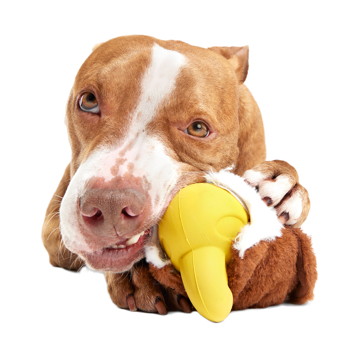 Rock Creek Eagle Super Chewer Durable 2-in-1 + Enrichment Dog Toy - Image 4