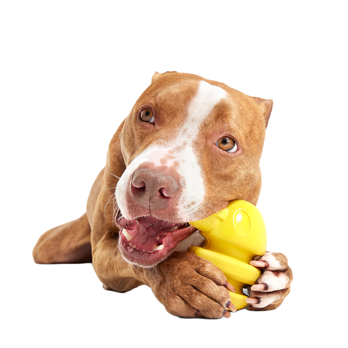Rock Creek Eagle Super Chewer Durable 2-in-1 + Enrichment Dog Toy - Image 3