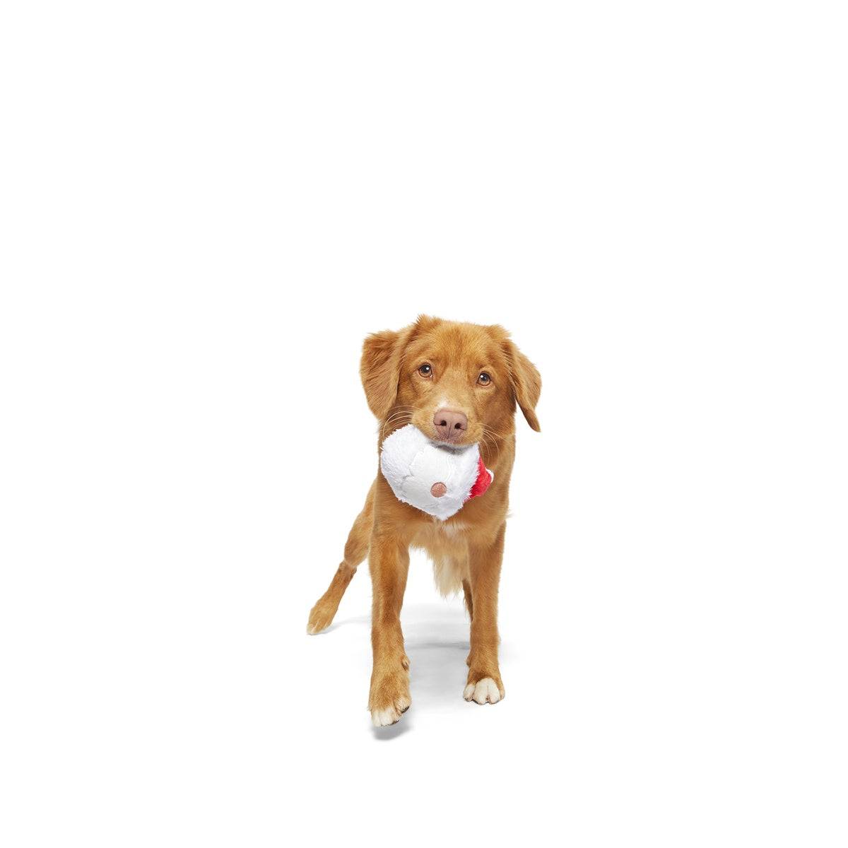 Secret Santa Durable Super Chewer 2-in-1 Rip and Reveal Dog Toy - Image 4