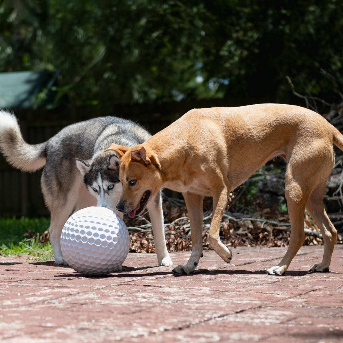 Big Swing Golf Ball Super Chewer Durable Extra-Large + Fetch Dog Toy - Image 7