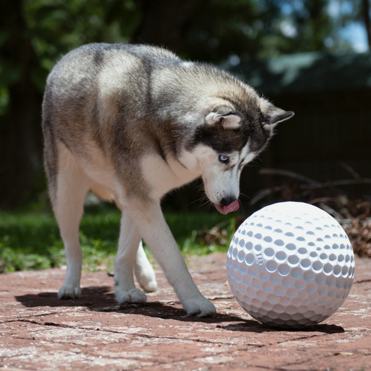 Big Swing Golf Ball Super Chewer Durable Extra-Large + Fetch Dog Toy - Image 5