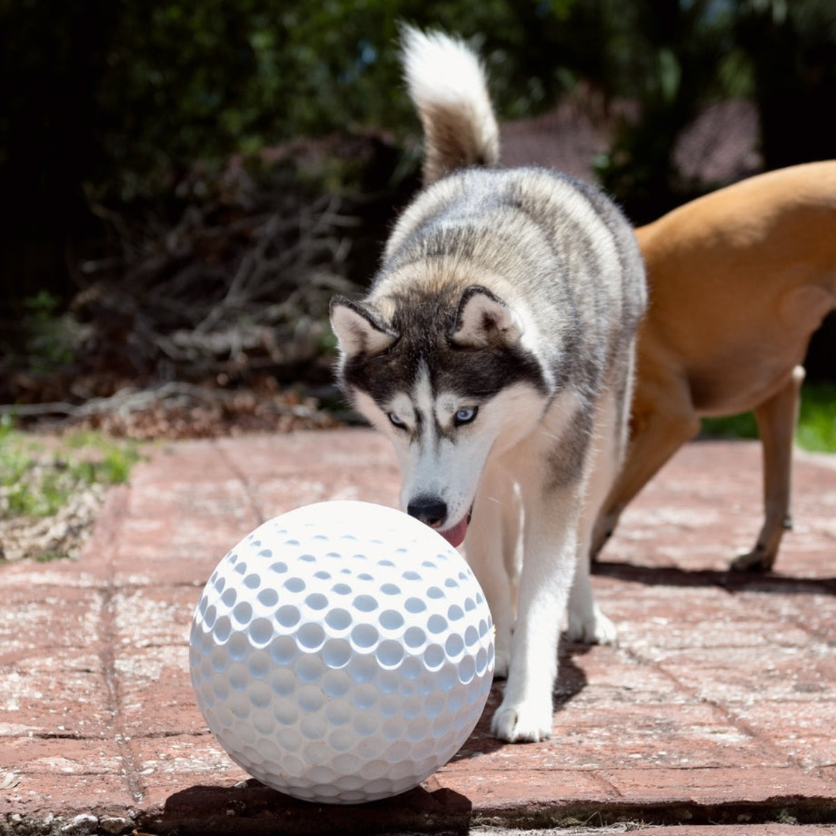 Big Swing Golf Ball Super Chewer Durable Extra-Large + Fetch Dog Toy - Image 6