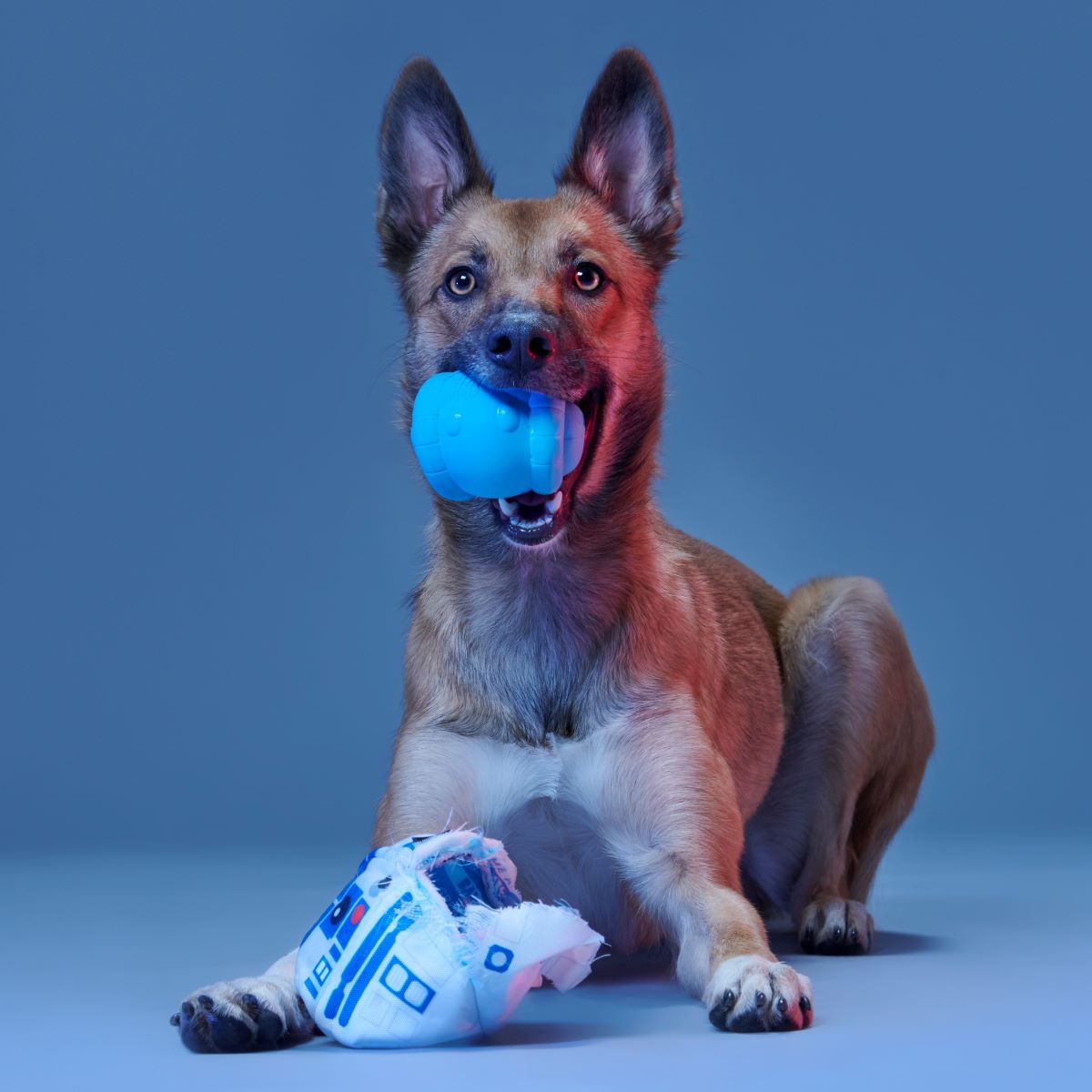 Chew Are My Only Hope Super Chewer Durable 2-in-1 + Fetch Dog Toy - Image 5