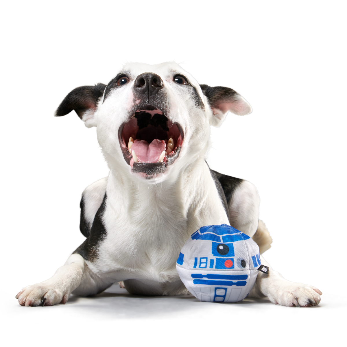 Chew Are My Only Hope Super Chewer Durable 2-in-1 + Fetch Dog Toy - Image 3