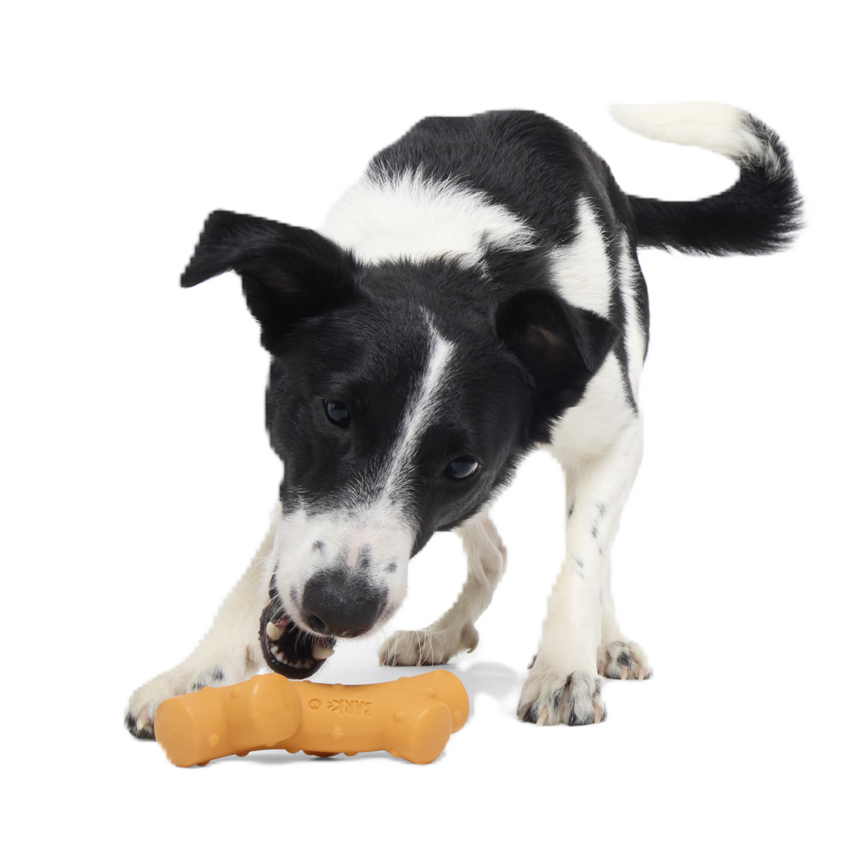 Reef Teefer Super Chewer Durable Gnaw Dog Toy - Image 2