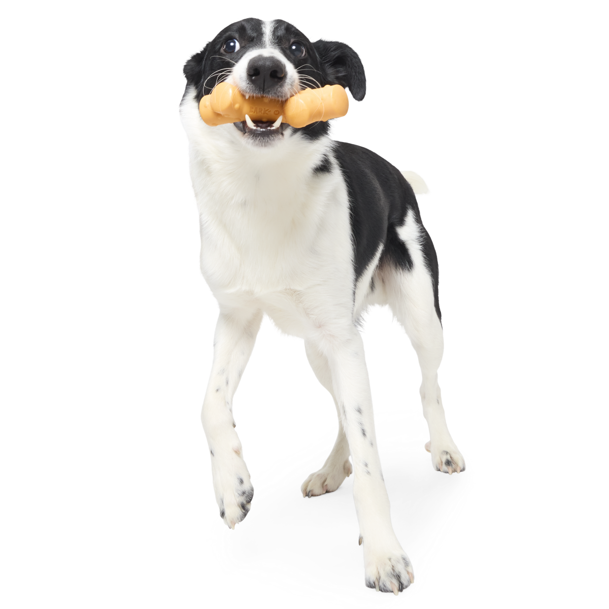 Reef Teefer Super Chewer Durable Gnaw Dog Toy - Image 3