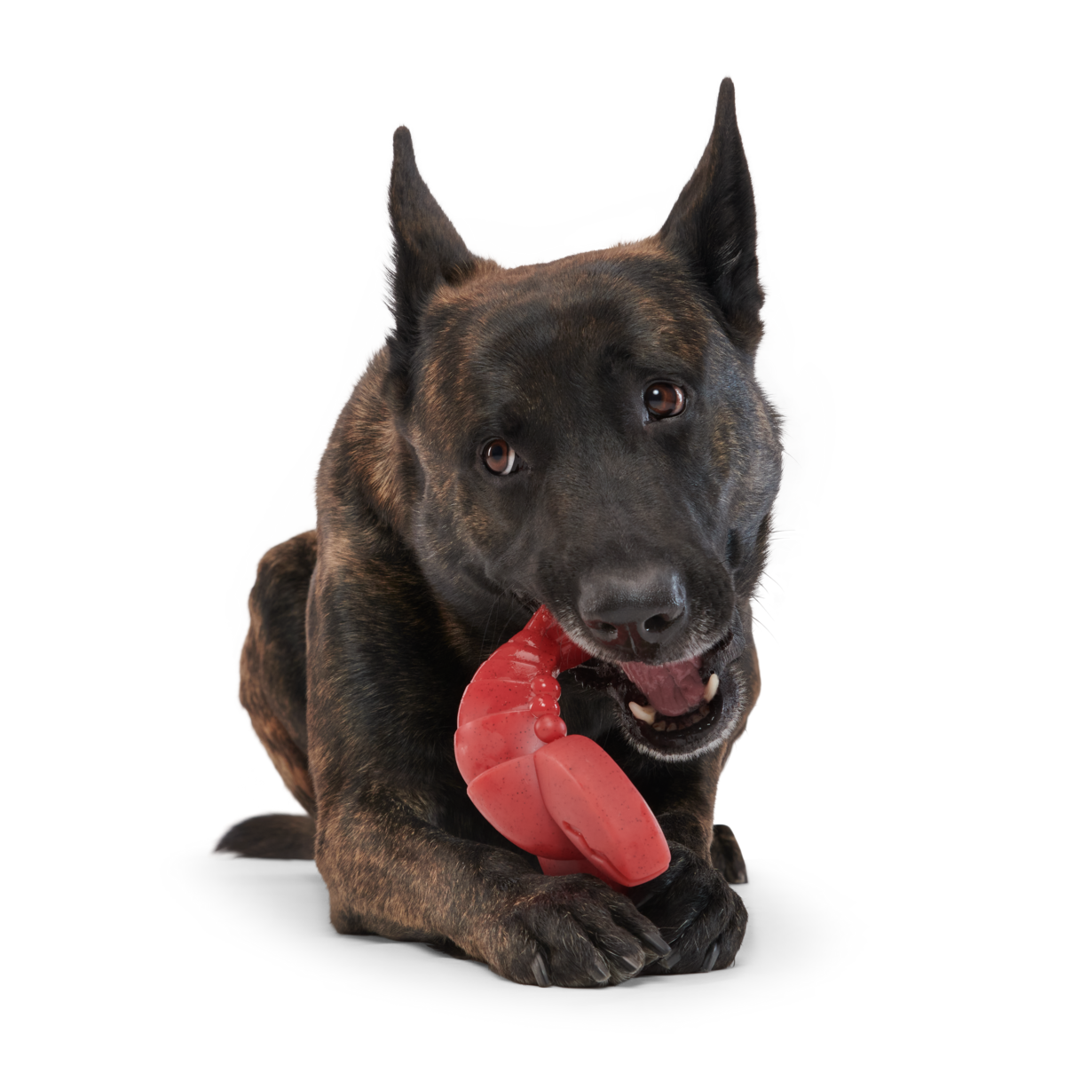 Gnawfish Super Chewer Durable Gnaw Dog Toy - Image 2