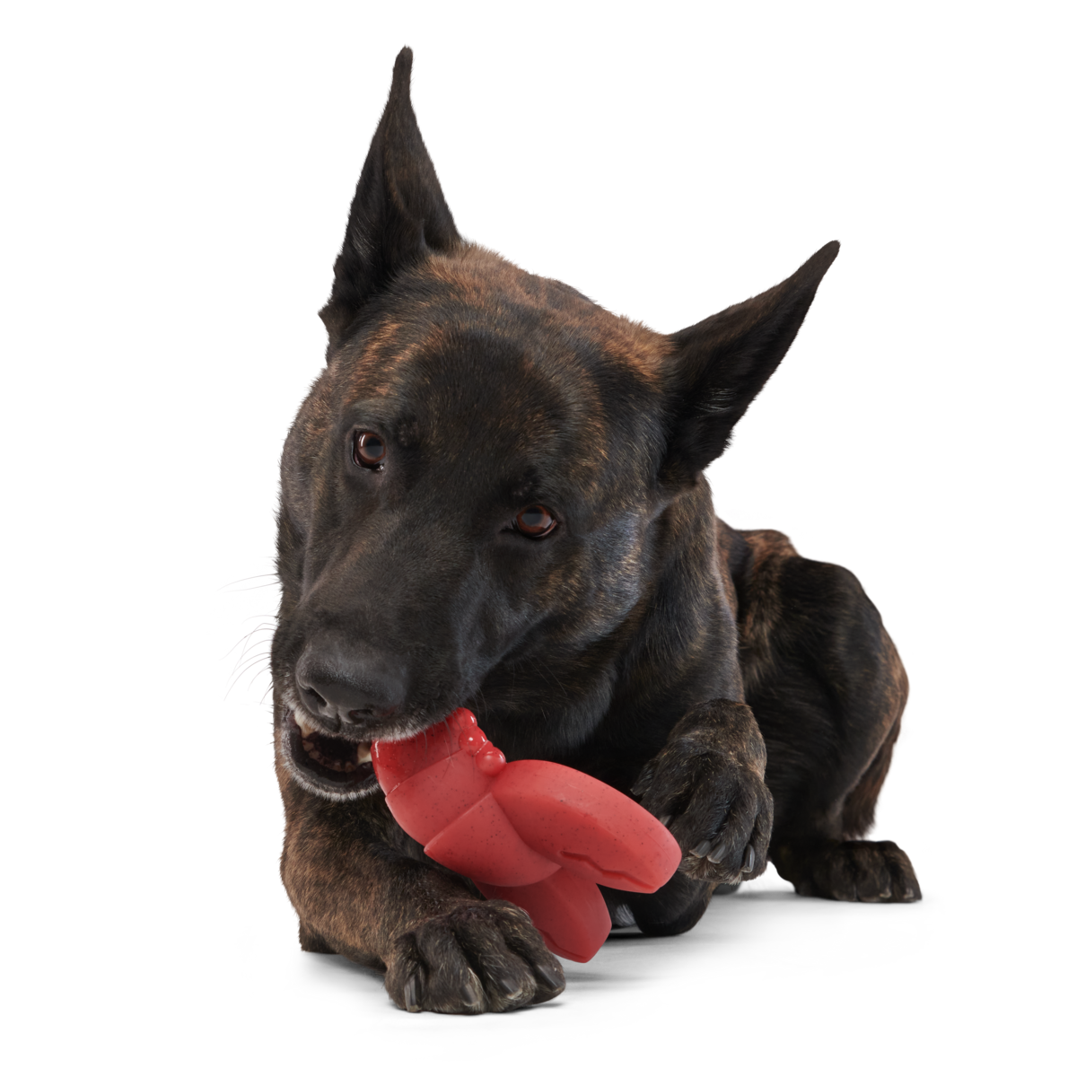 Gnawfish Super Chewer Durable Gnaw Dog Toy - Image 4
