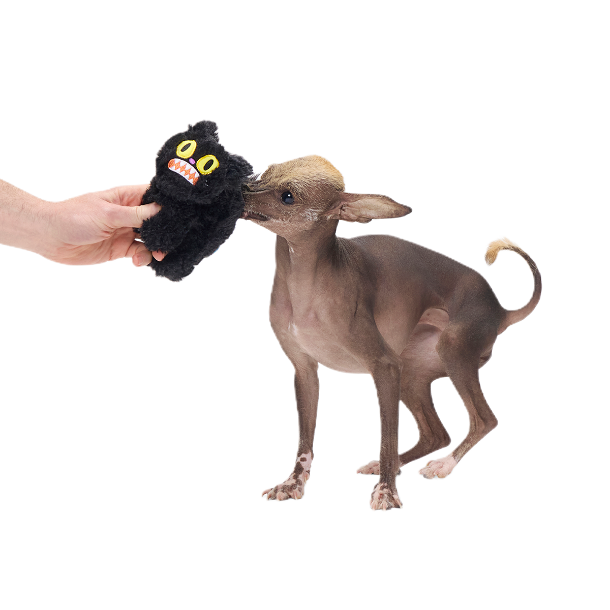 Scaredy Cat Plush Tug Dog Toy - Image 2