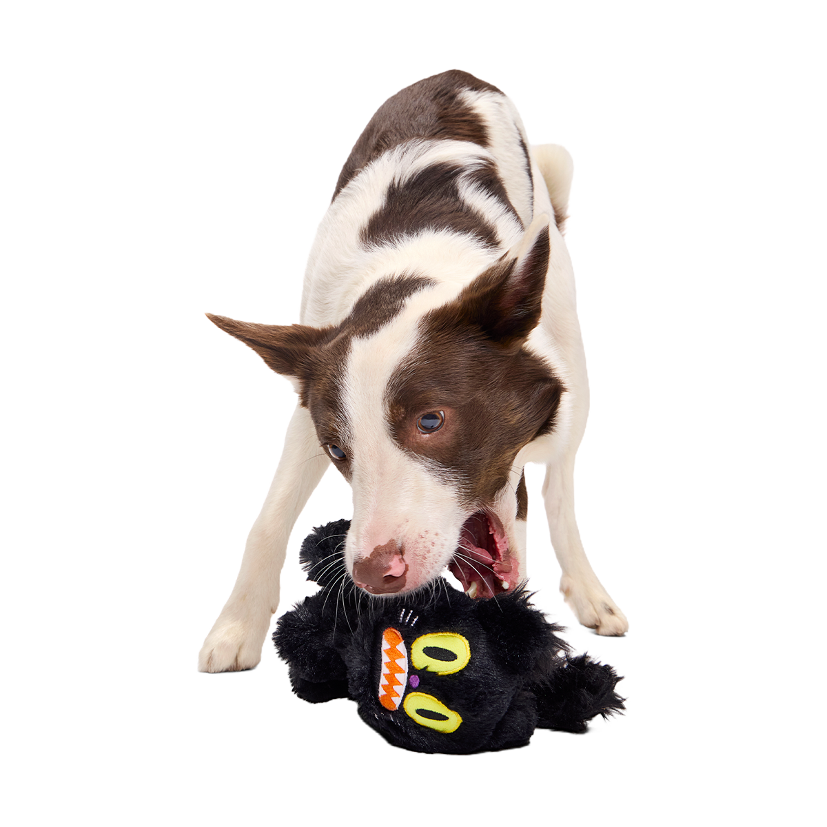 Scaredy Cat Plush Tug Dog Toy - Image 6