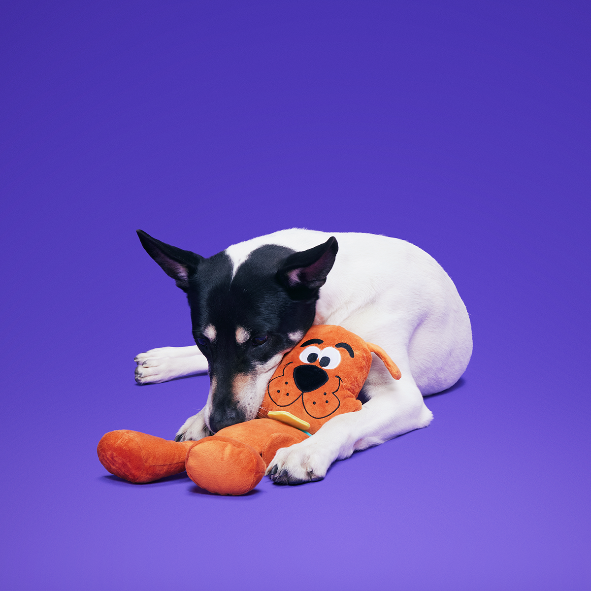 Scooby-Dooby-Doo™ Plush Tug Dog Toy - Image 2