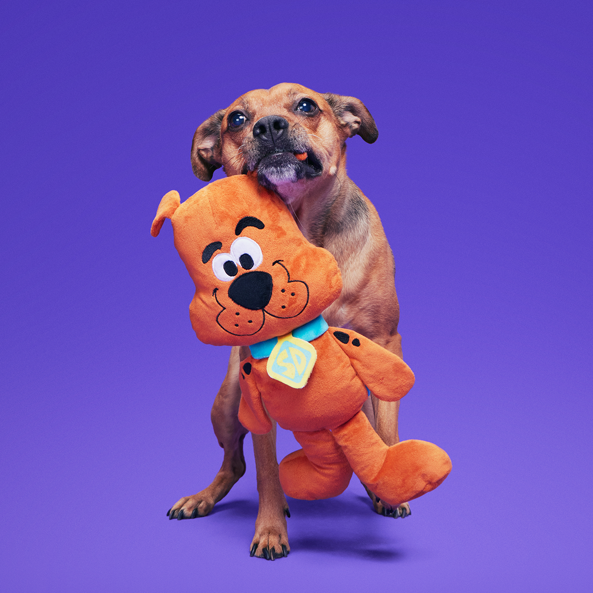 Scooby-Doo™ Bundle Plush Extra-Large Dog Toy - Image 4