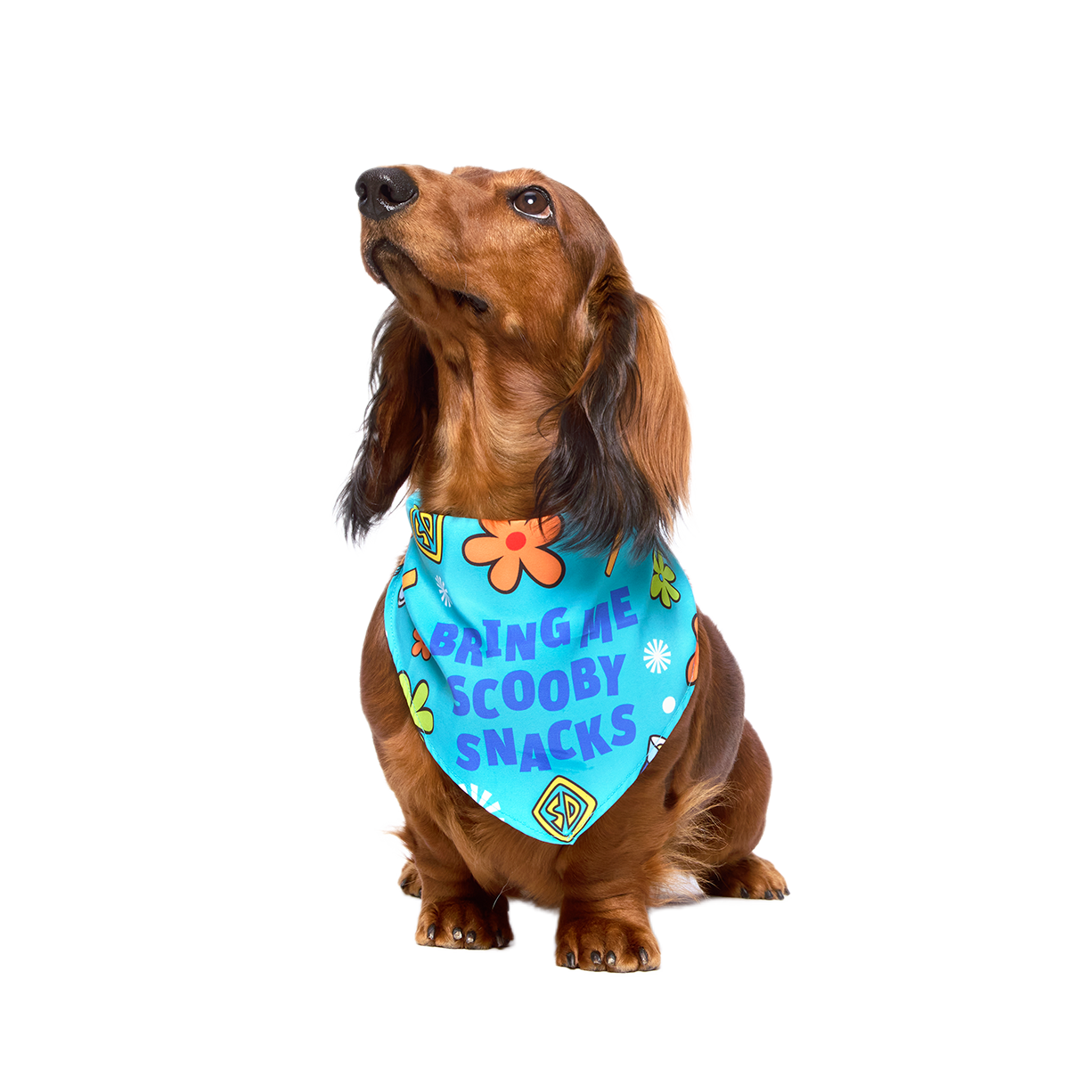 Scooby™ Snacks Dog Bandana - Image 5
