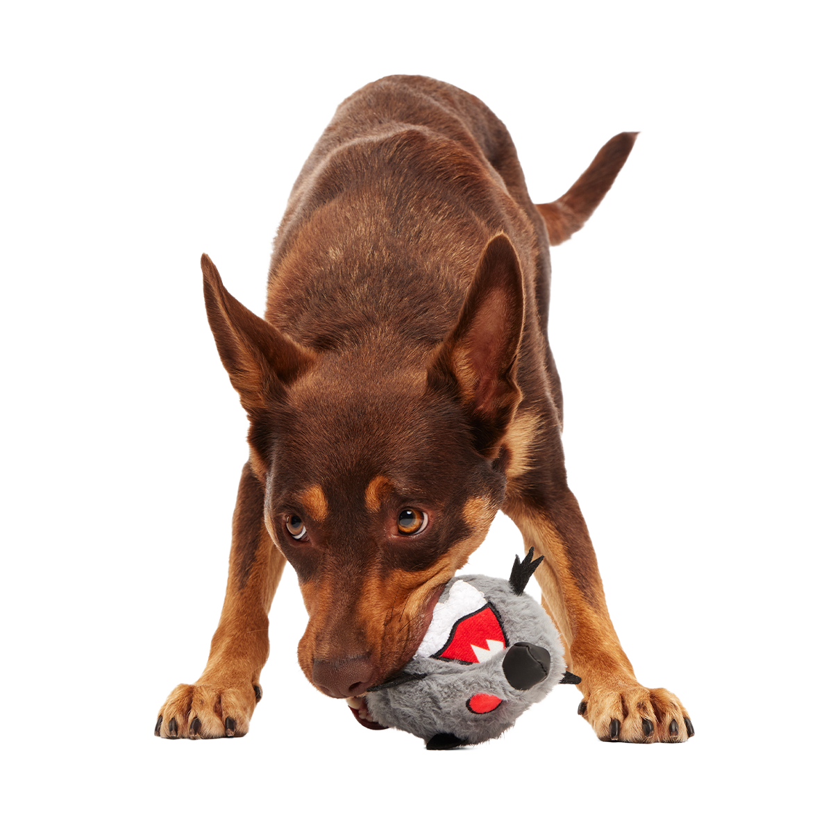 Sewer Chewer Super Chewer Durable 2-in-1 + Fetch Dog Toy - Image 3