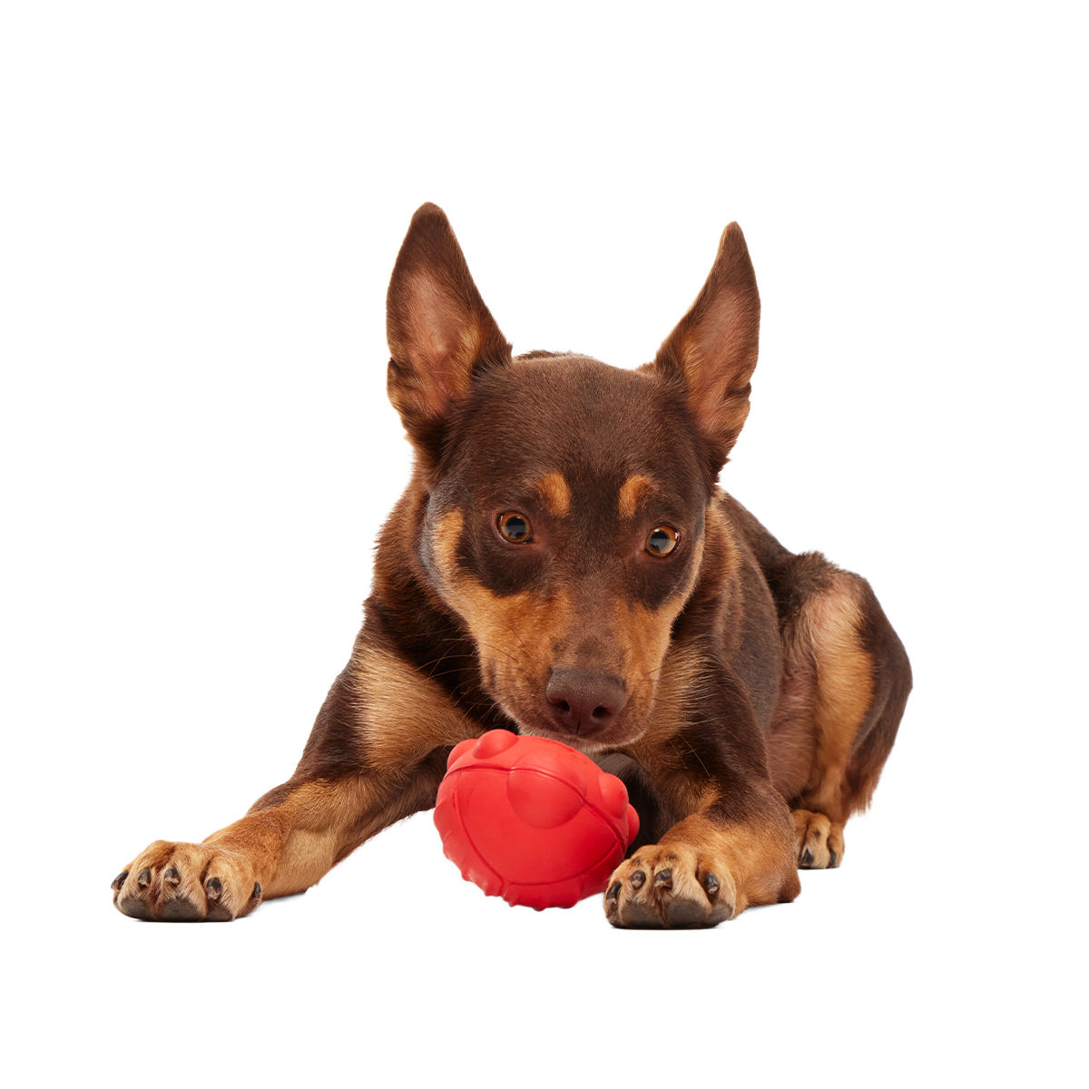 Sewer Chewer Super Chewer Durable 2-in-1 + Fetch Dog Toy - Image 4