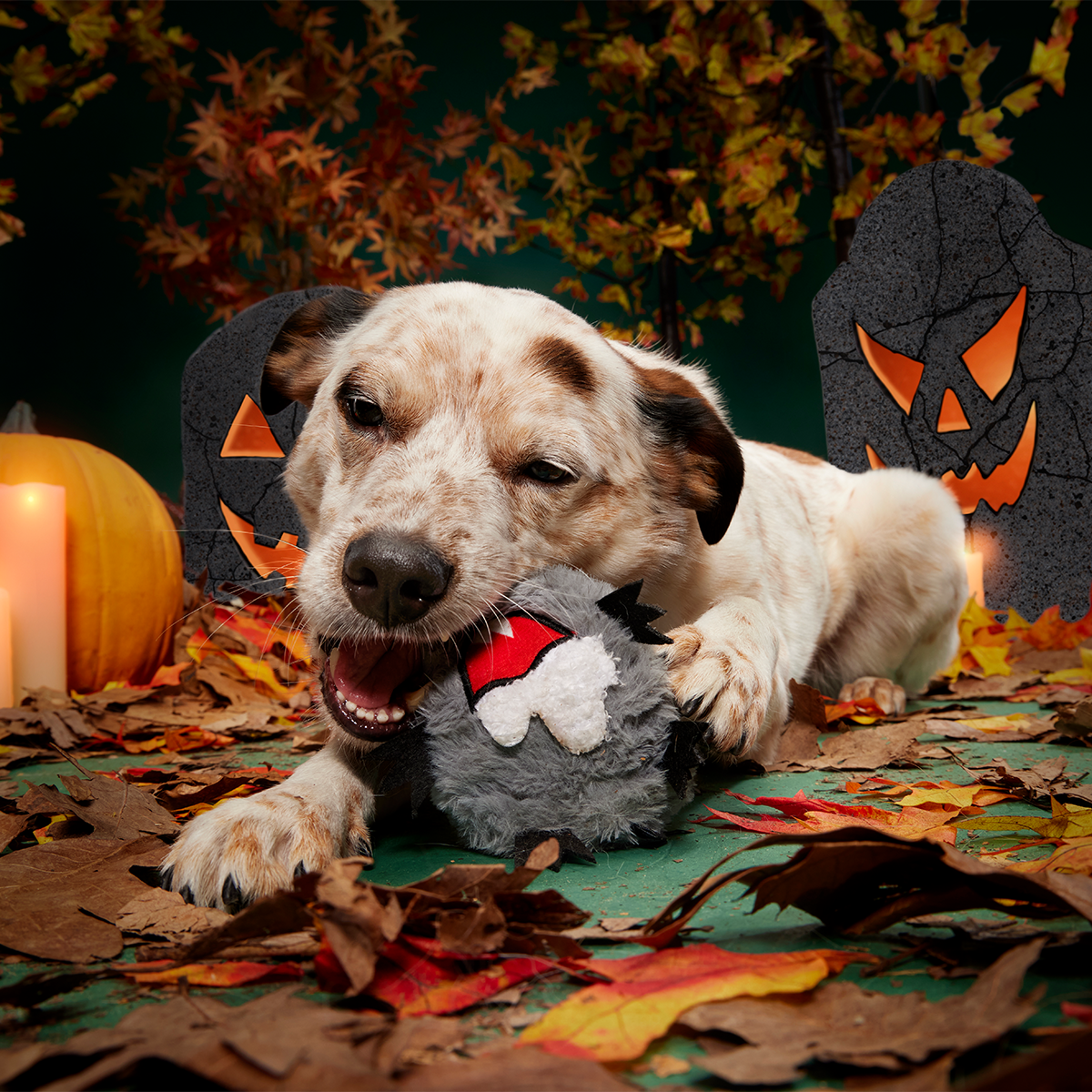 Sewer Chewer Super Chewer Durable 2-in-1 + Fetch Dog Toy - Image 5