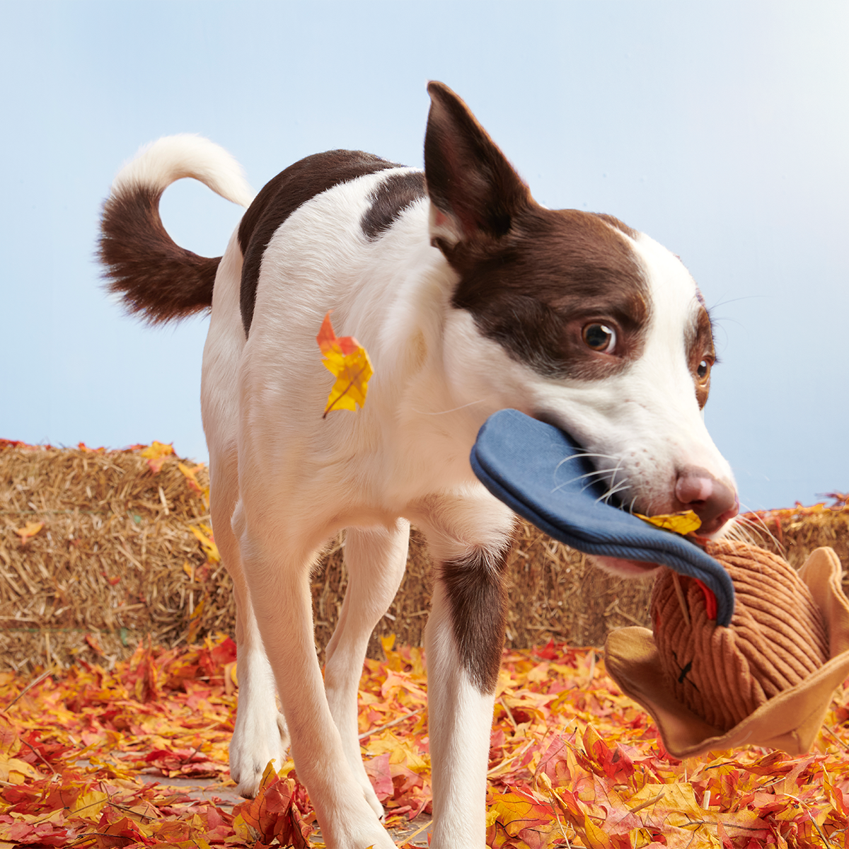 Shreddy Eddy the Scarecrow Super Chewer Durable 2-in-1 + Tug Dog Toy - Image 6