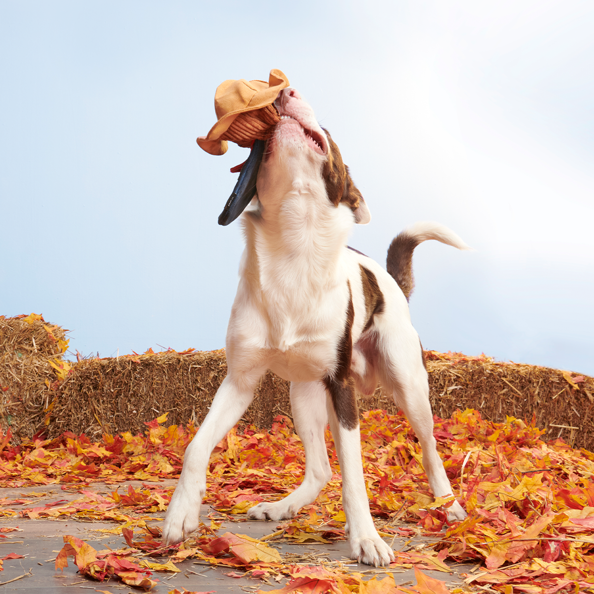 Shreddy Eddy the Scarecrow Super Chewer Durable 2-in-1 + Tug Dog Toy - Image 5