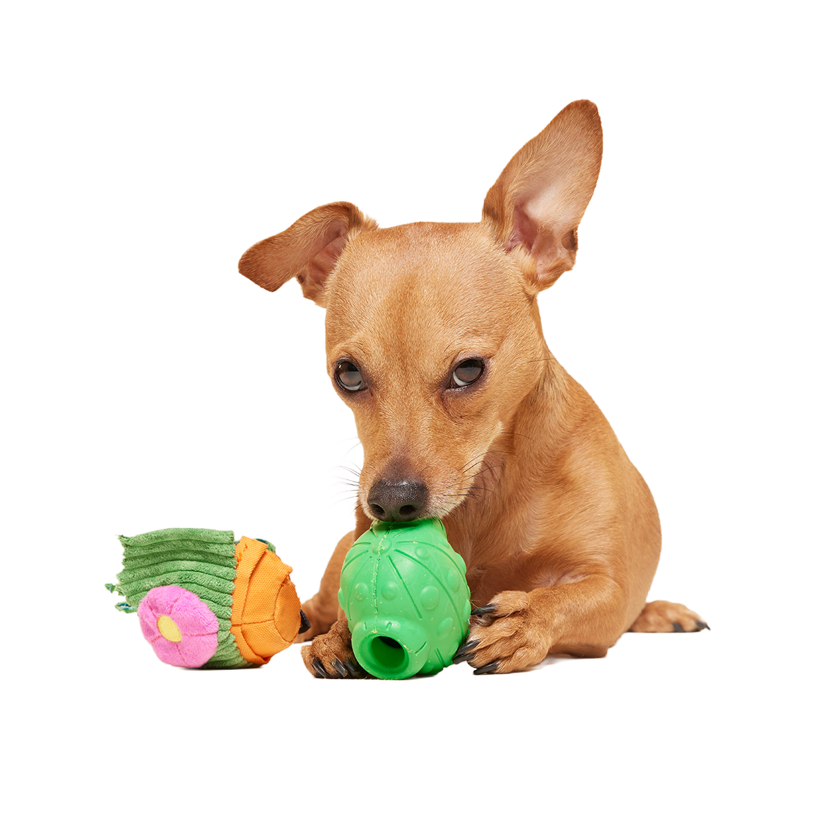 Snactus Super Chewer Durable 2-in-1 + Enrichment Dog Toy - Image 2