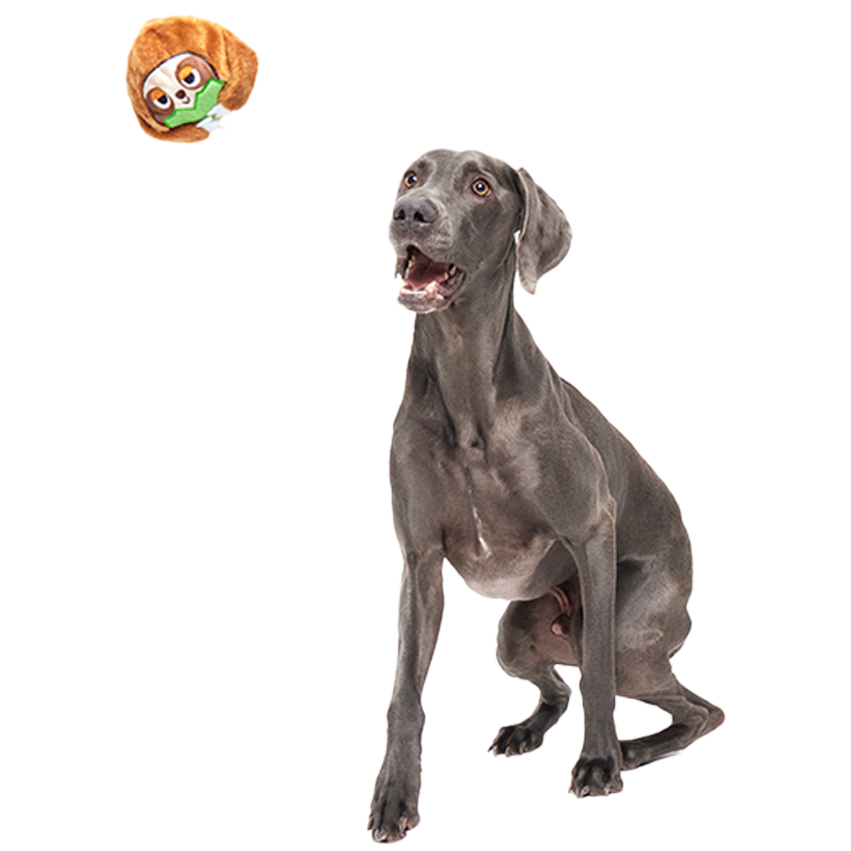 Sonny the Sloth Super Chewer Durable 2-in-1 + Fetch Dog Toy - Image 2